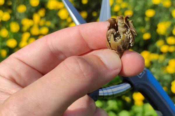 Zorg voor bloemen